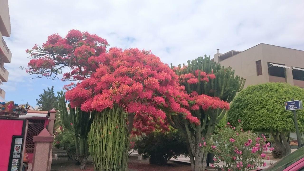 Floris'S Home Los Cristianos  Exteriör bild